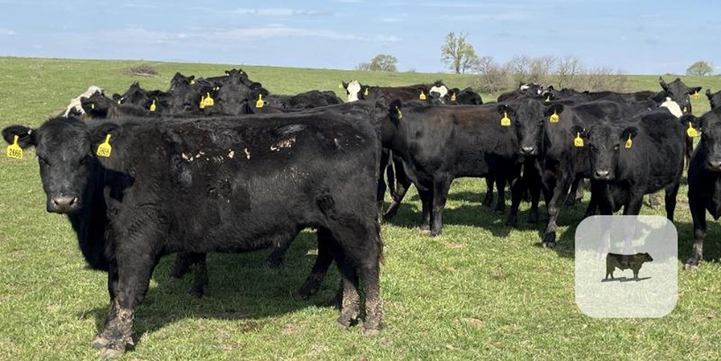 Cattle Range Listing Photo