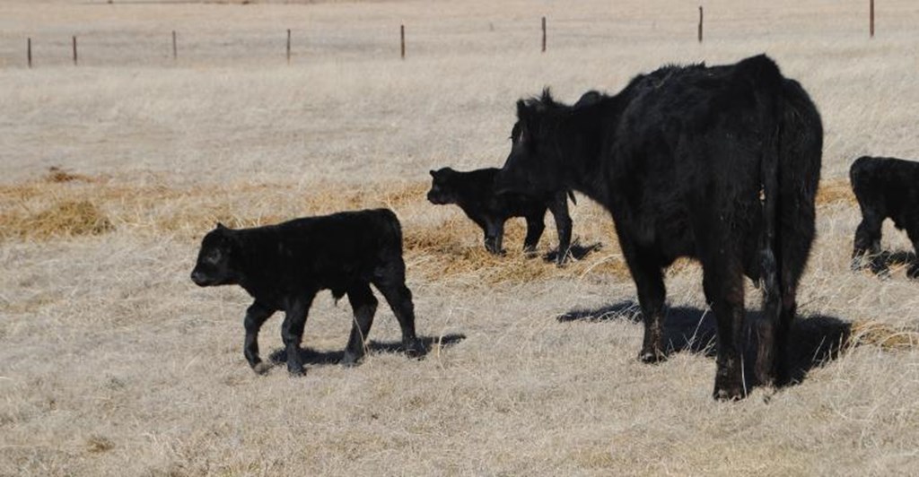 What are profitable cow-calf operations doing right?