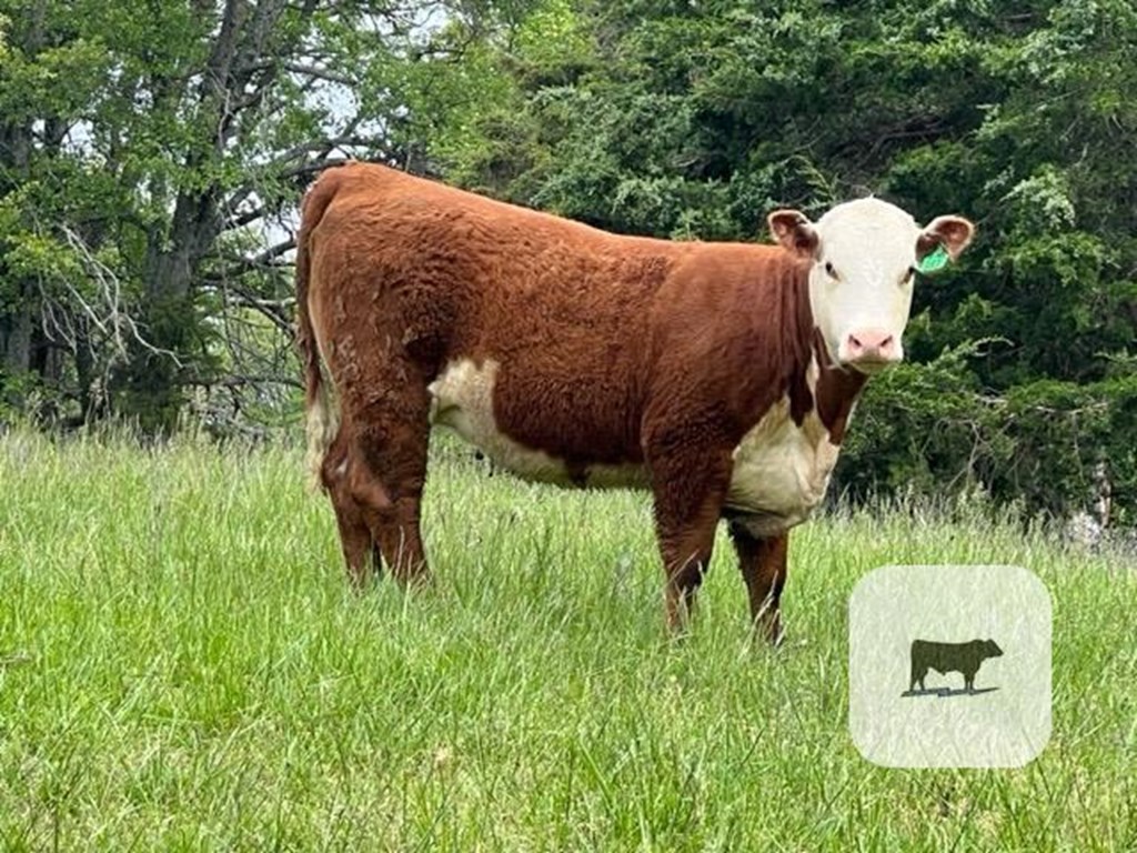Cattle Range Listing Photo