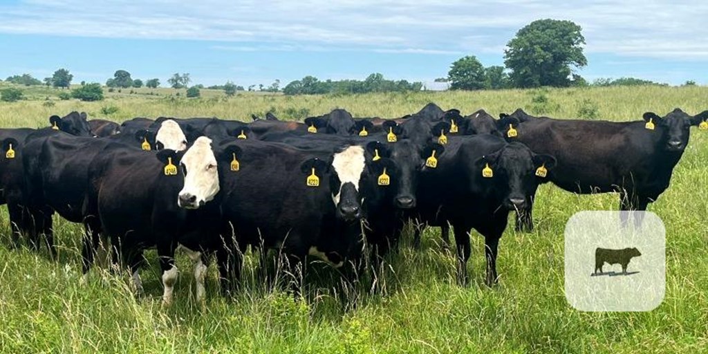 Cattle Range Listing Photo 5