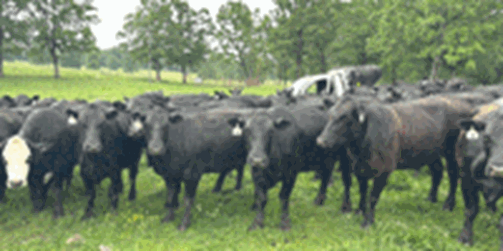 200 Angus Cows & BWF Cows... Northeast AR