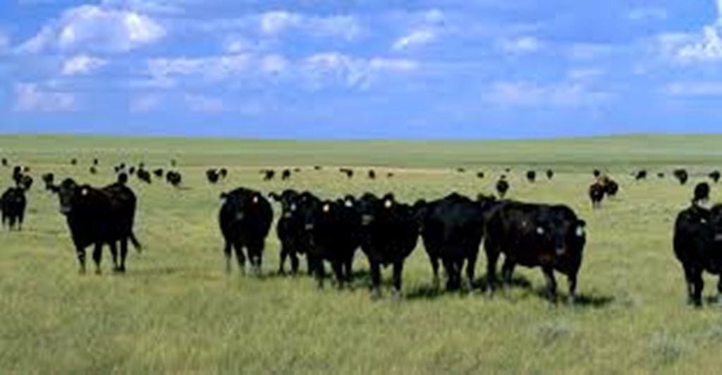 Where will all the Cows Go? BLM Proposal could Slash Grazing Acres