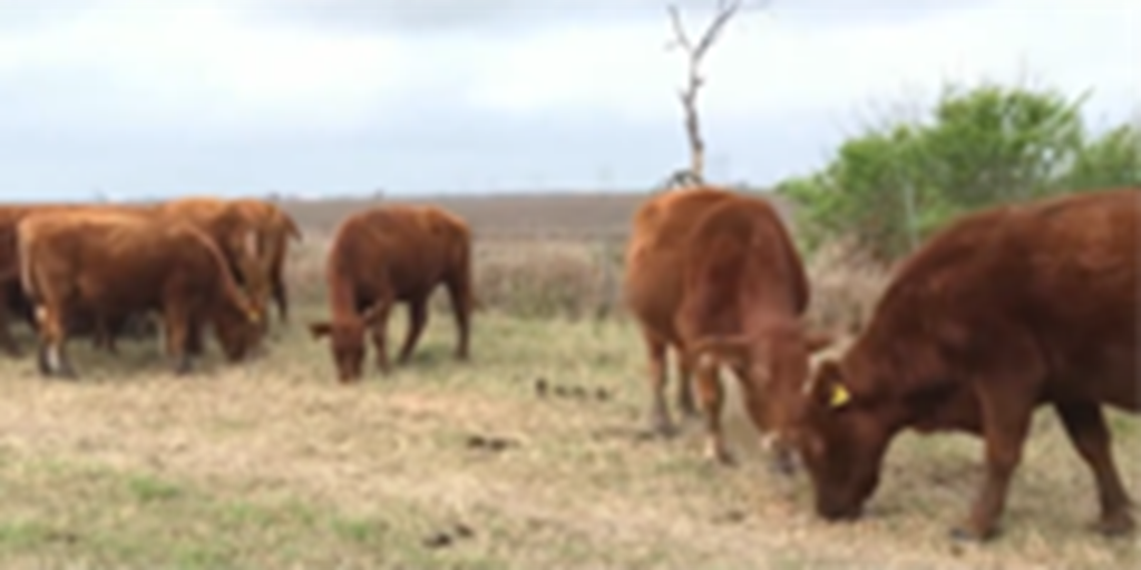 Cattle Range Listing Photo