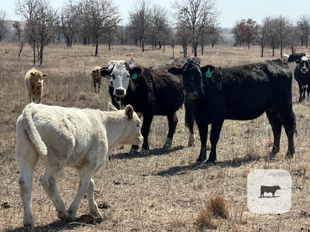 Cattle Range Listing Photo