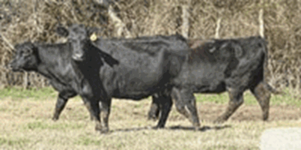 40 Angus & Black Baldy Cows... Central TX