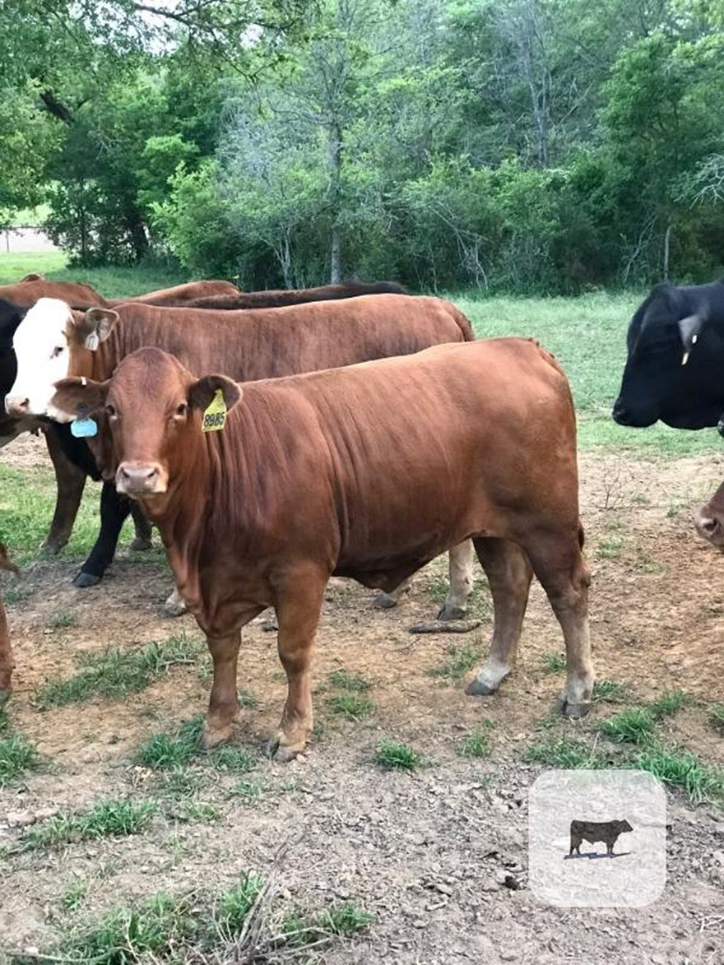 Cattle Range Listing Photo
