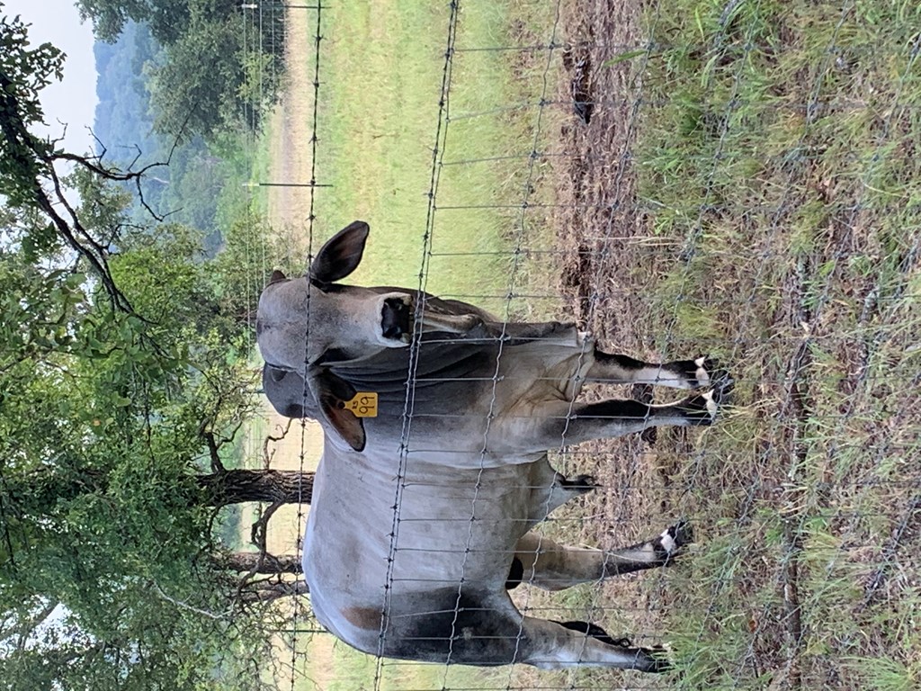 Cattle Range Listing Photo