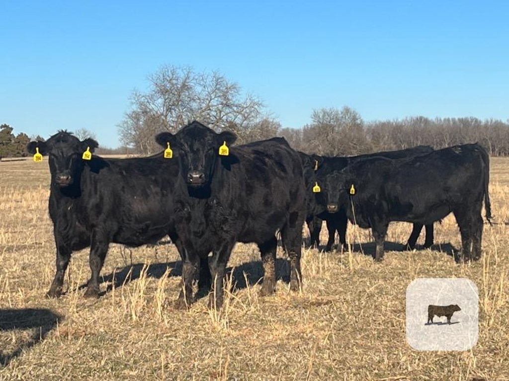 Cattle Range Listing Photo