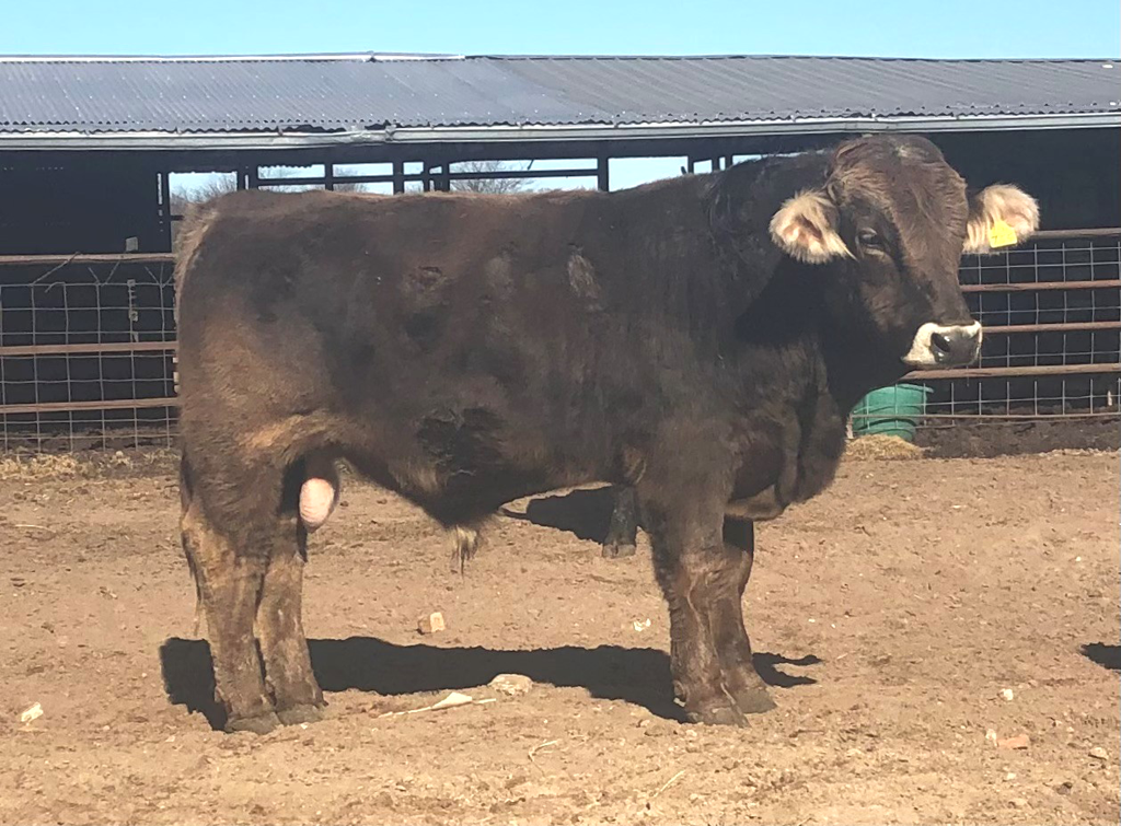 Cattle Range Listing Photo