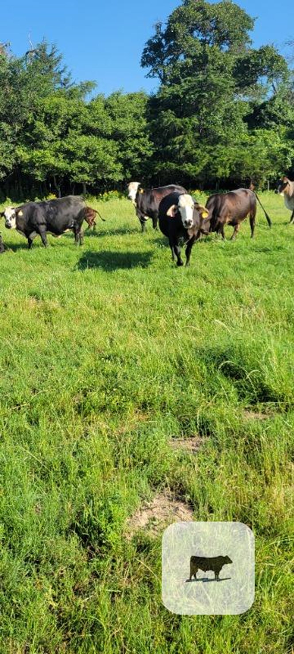 Cattle Range Listing Photo