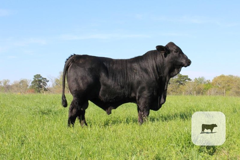 Cattle Range Listing Photo