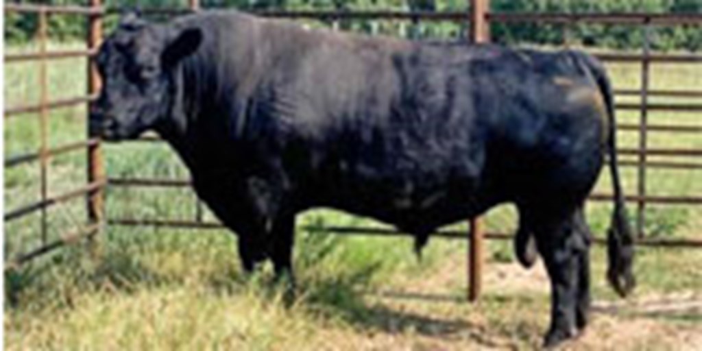 1 Reg. SimAngus Bull... North TX