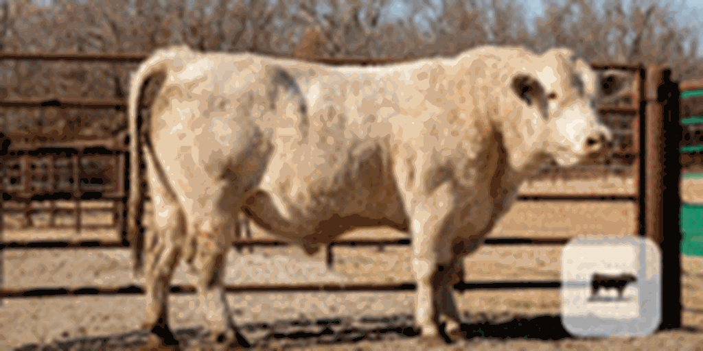10 Charolais Bulls... Southwest MO