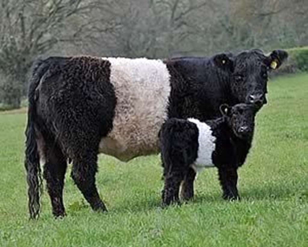 Cattle Range Listing Photo