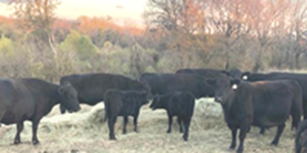 35 Angus Pairs... Central TX