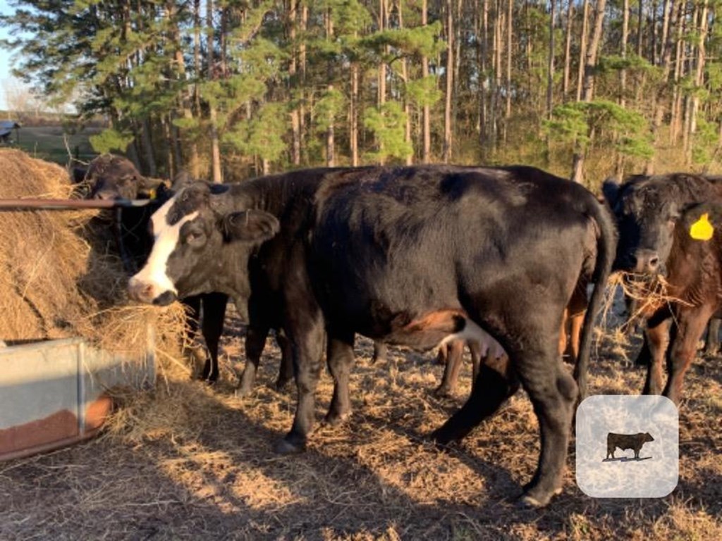 Cattle Range Listing Photo