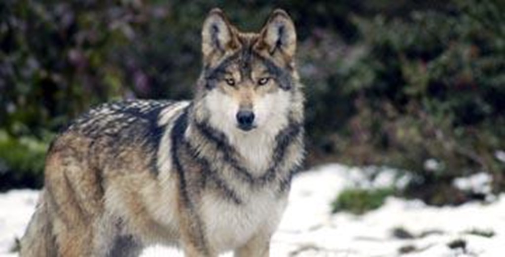 USFWS removes cap on Mexican Wolf Population