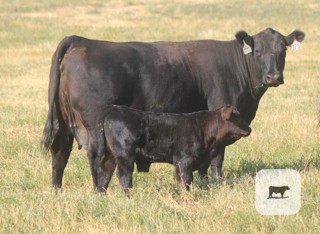 Higher Inputs and Interest Rates Impacting Cow/Calf Production Costs