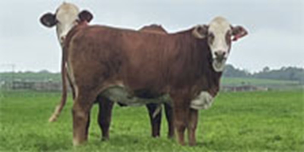 15 Braford Rep. Heifers... S. Central TX