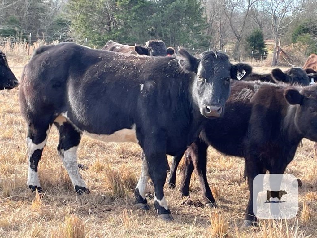 Cattle Range Listing Photo