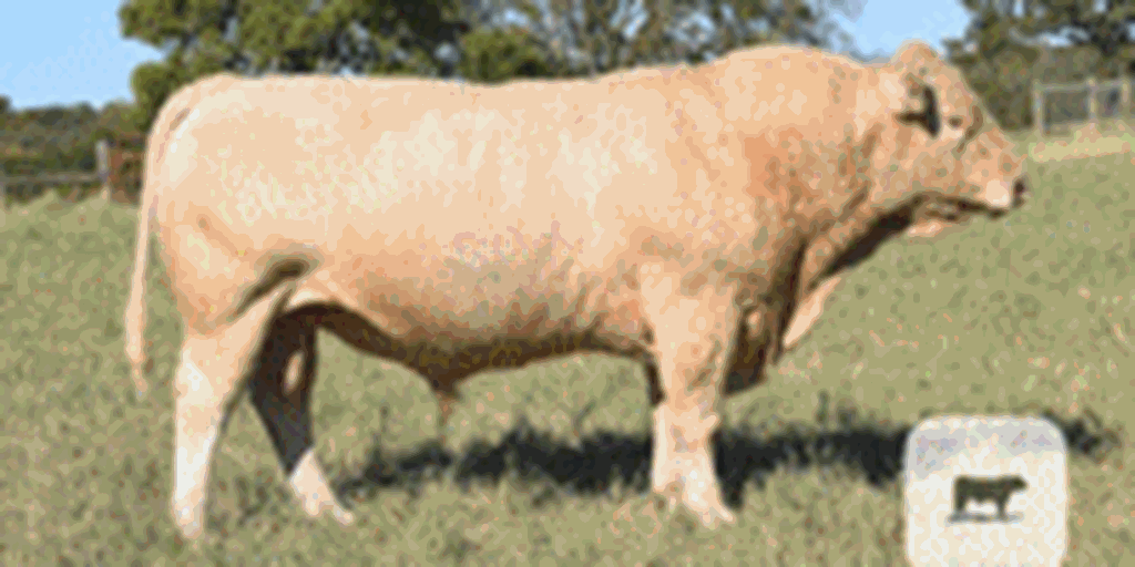 1 Reg. Charolais Bull... East TX (1)
