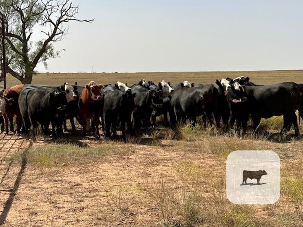 Cattle Range Listing Photo
