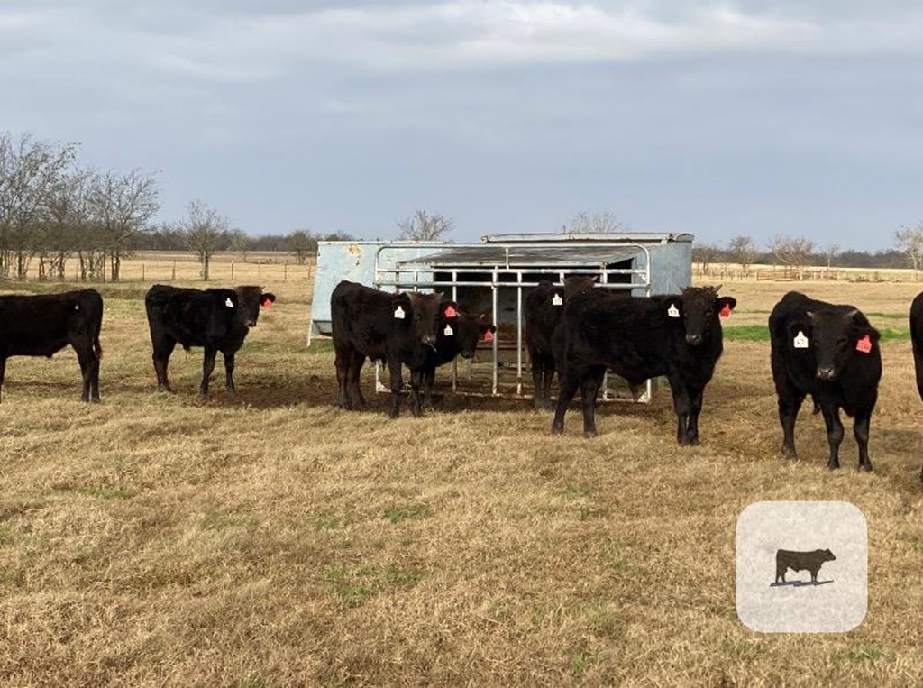 Cattle Range Listing Photo