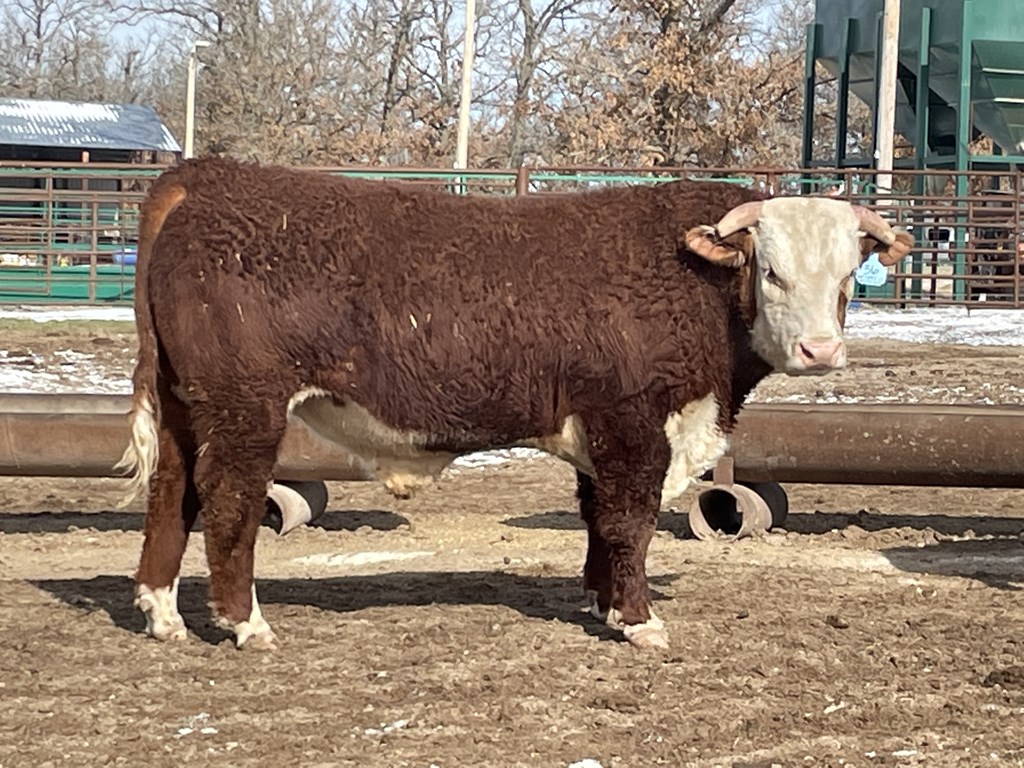 Cattle Range Listing Photo