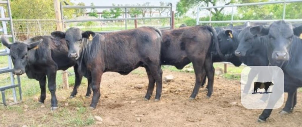 Cattle Range Listing Photo