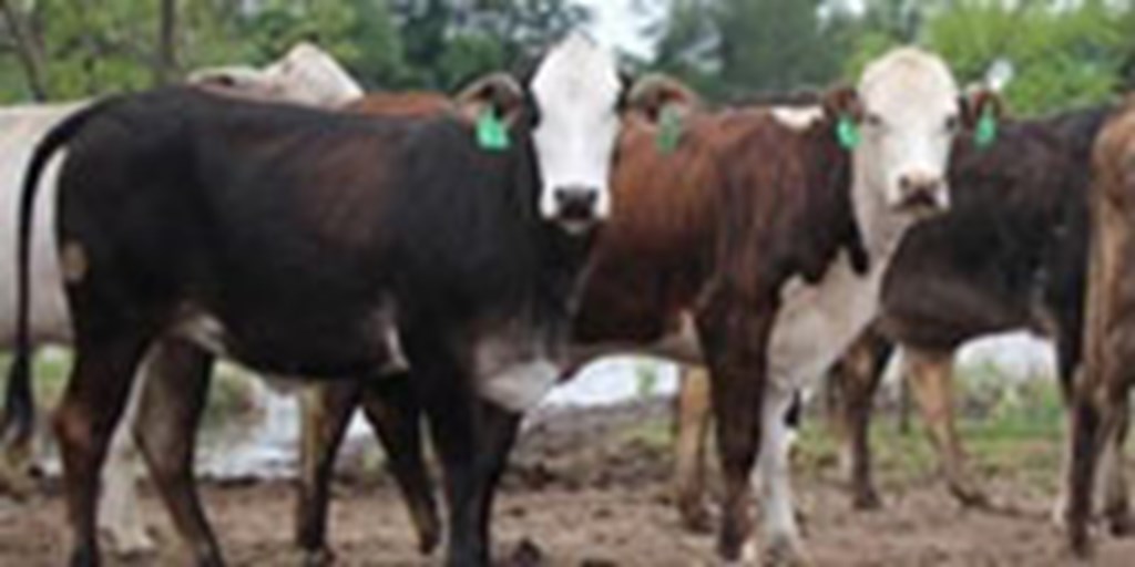 20 Braford/Tigerstripe Cows w/ 2+ Calves... Northeast TX
