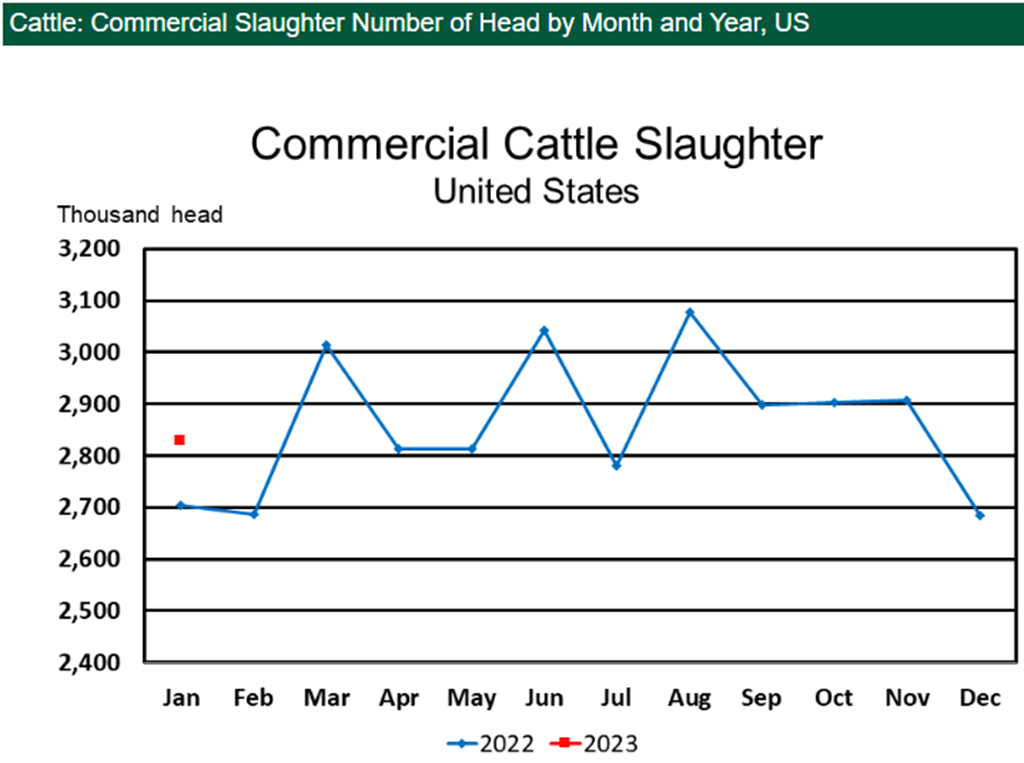 January Red Meat Production Up 4 Percent; Beef Production Up 3 Percent