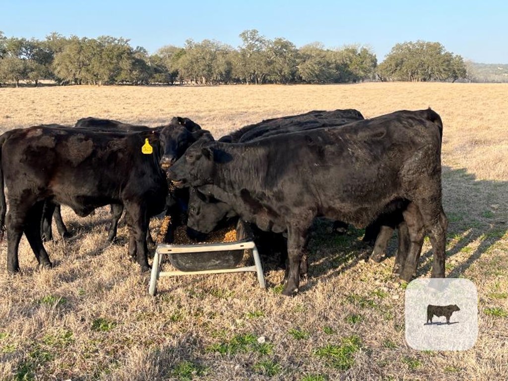 Cattle Range Listing Photo