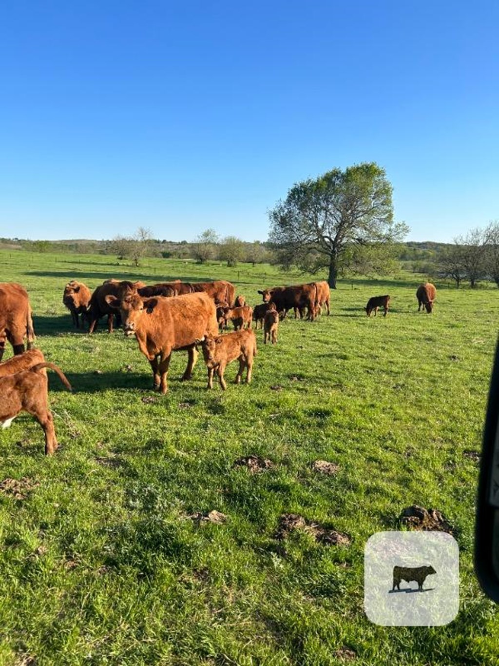 Cattle Range Listing Photo
