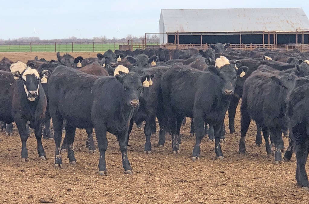 Cattle Range Listing Photo