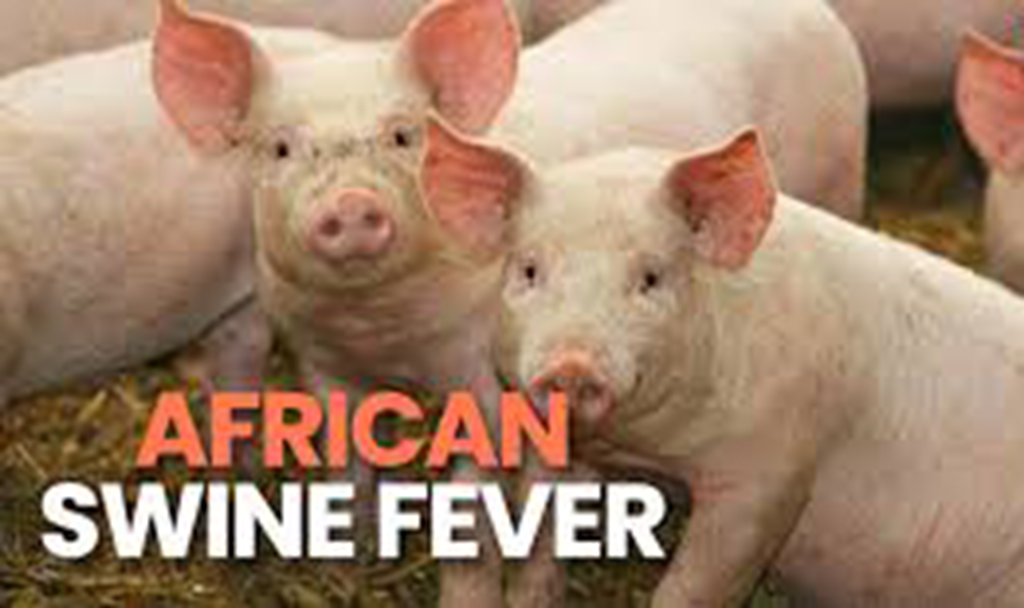 African Swine Fever Confirmed in Dominican Republic – USDA