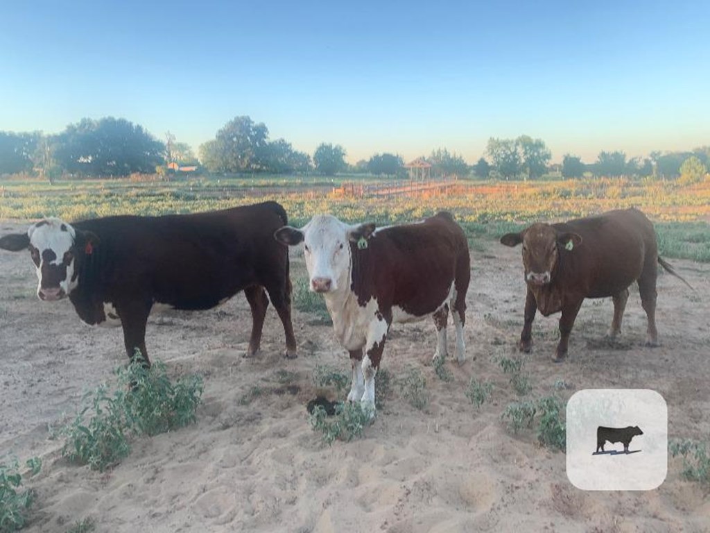 Cattle Range Listing Photo