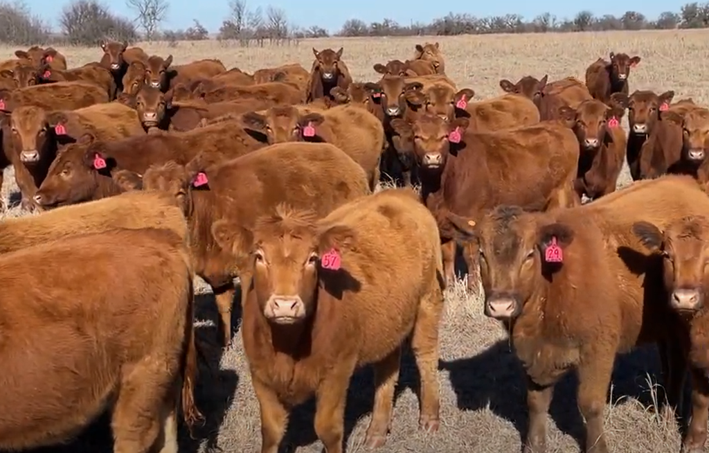 Cattle Range Listing Photo