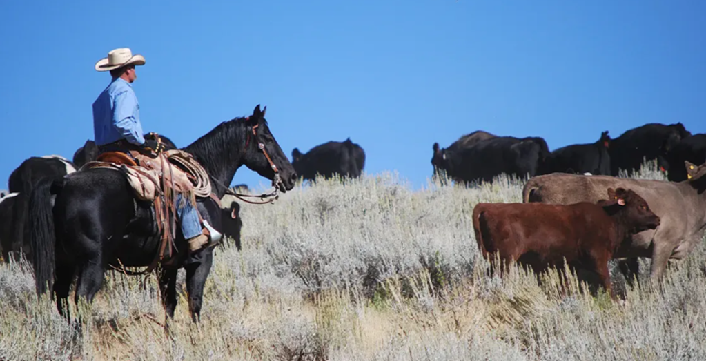 NCBA and PLC Denounce BLM’s New Public Lands Rule