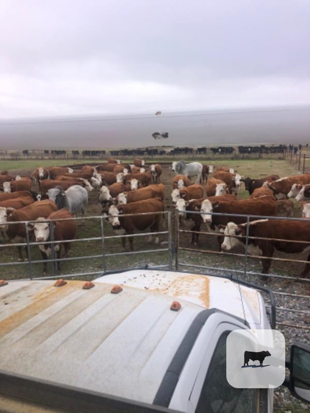 Cattle Range Listing Photo