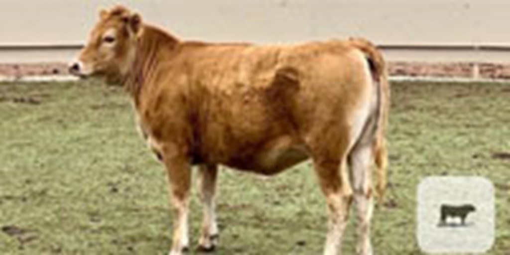 7 Akashi & Akaushi Cross Feeder Calves... Central TX