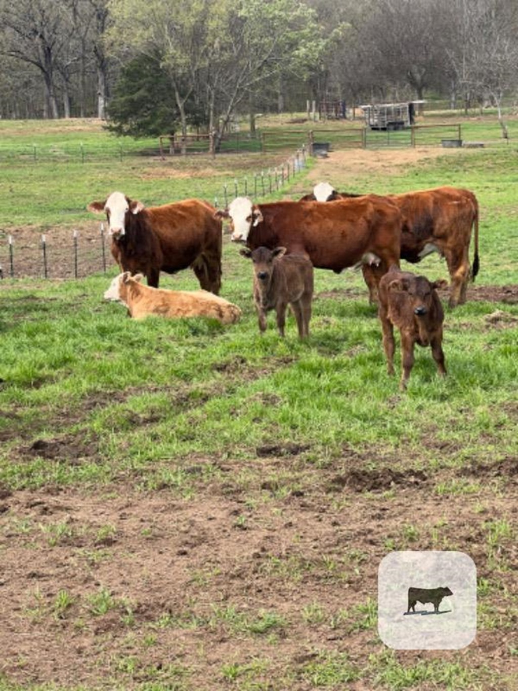 Cattle Range Listing Photo