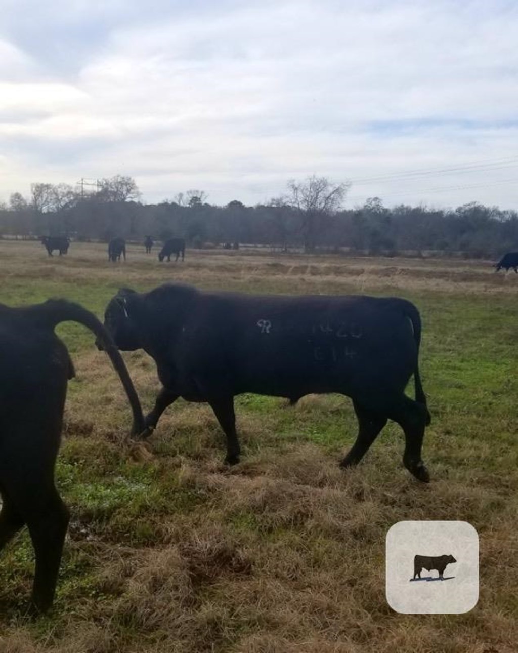 Cattle Range Listing Photo