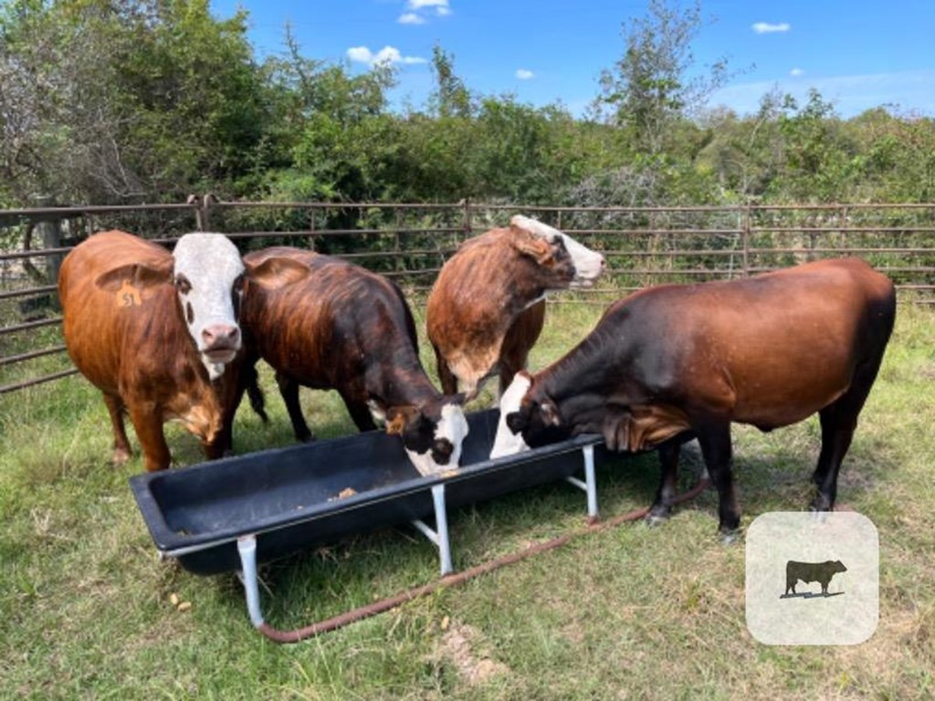 Cattle Range Listing Photo