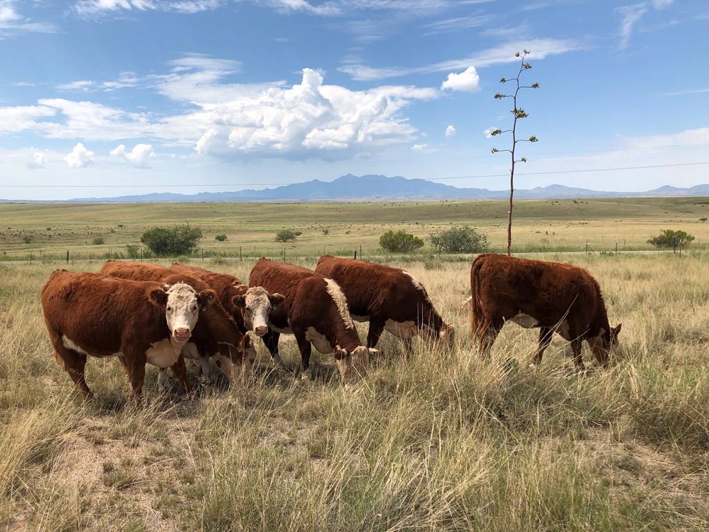 Cattle Losing Ability to Adapt to Environment