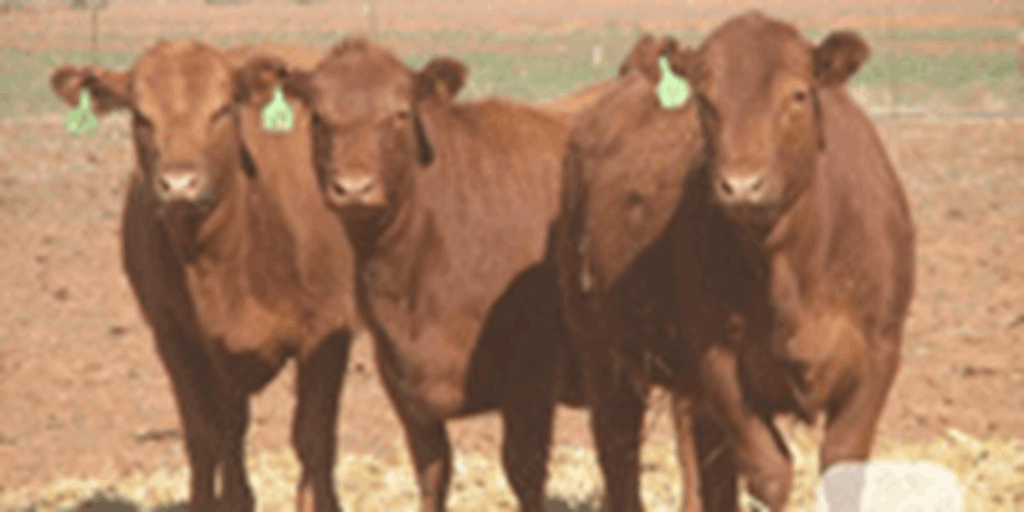87 Red Angus/Beefmaster Cross Bred Heifers... W. Central TX