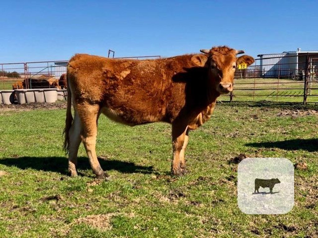Cattle Range Listing Photo