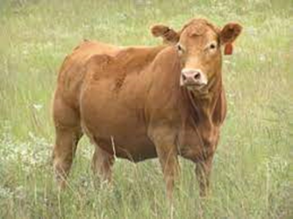 Eliminating Beef Cattle Pregnancy Loss with CRISPR/Cas9 Technology