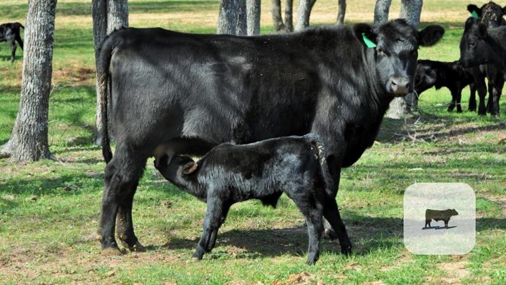 Cattle Range Listing Photo