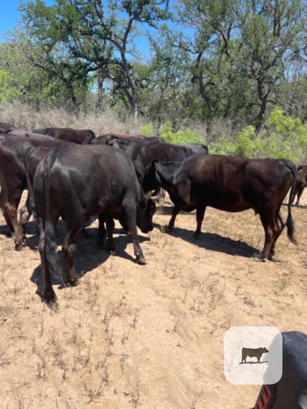 Cattle Range Listing Photo