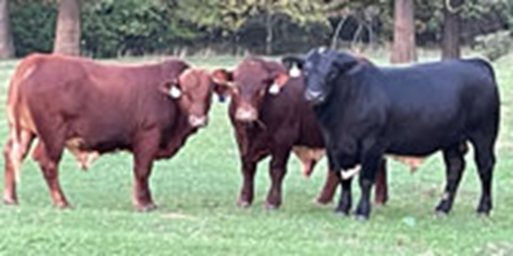 10 Beefmaster Bulls... Southwest MO